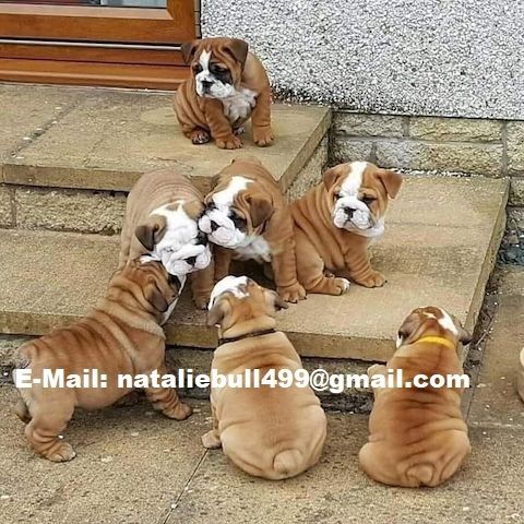 Old English Bulldog Welpen