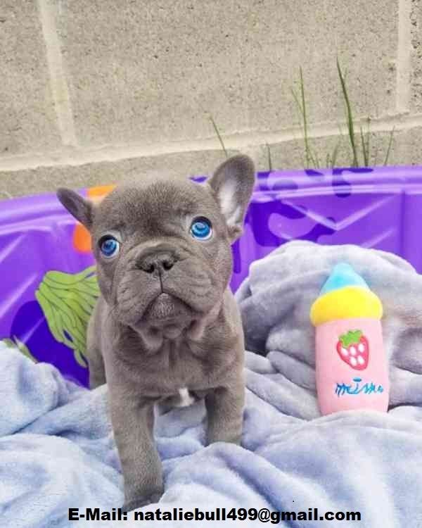 Französische Bulldogge, Welpen-