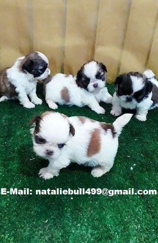 Shih Tzu Welpen