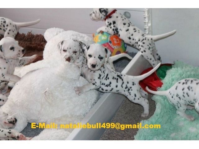 Dalmatiner welpen ,