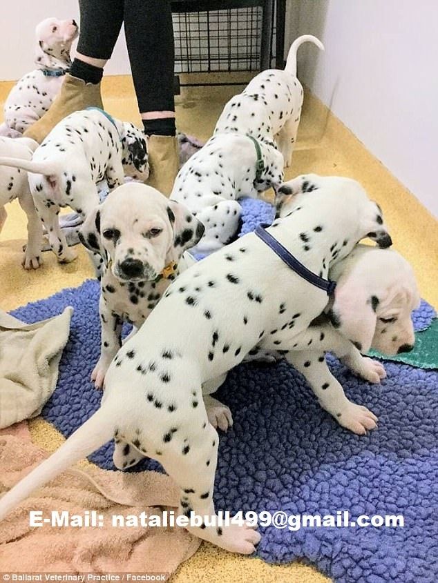 Reinrassiger Dalmatiner Welpen ,,