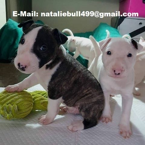 Mini-Bullterrier-Welpen m w