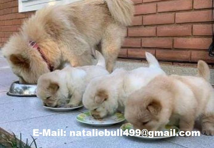 CHOW CHOW--Welpen,,.