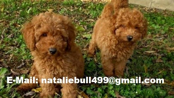 Toy und Zwerg Pudel-Welpen