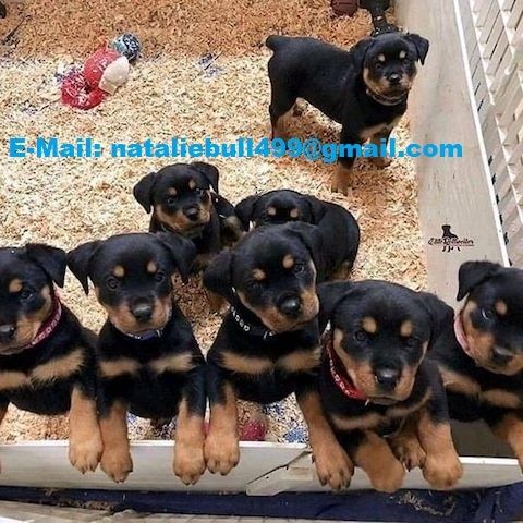 Rottweiler-Welpen suchen liebevolles Zuhause