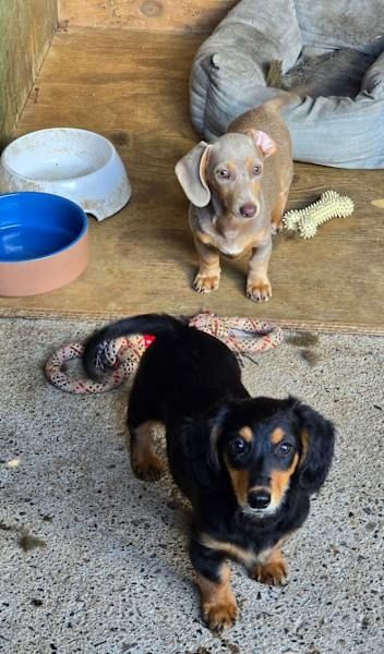 Dackelwelpen 2 Hündinnen