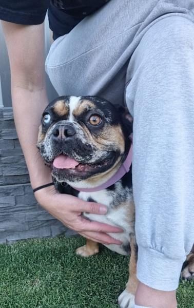 Weibliche französische Bulldogge