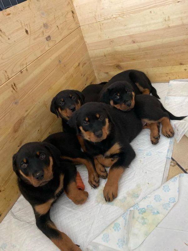 Rottweiler Welpen*