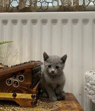 Russisch Blau Kätzchen