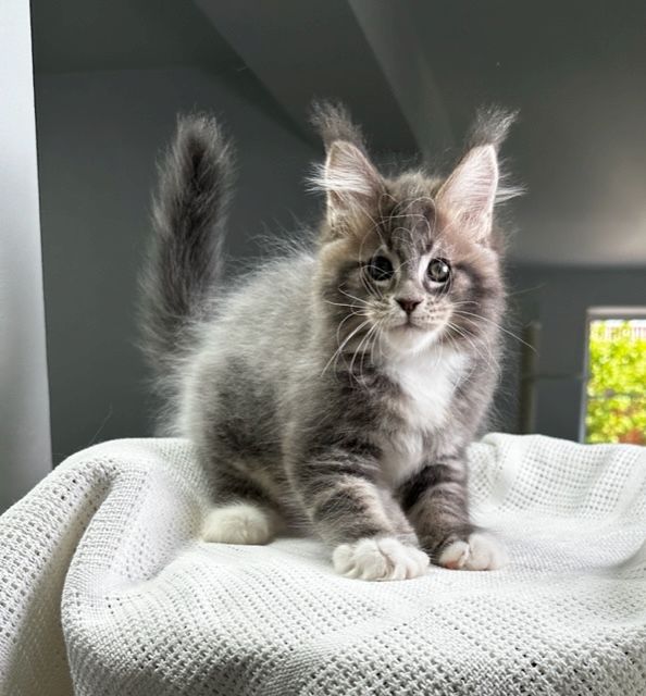 Maine-Coon-Kätzchen