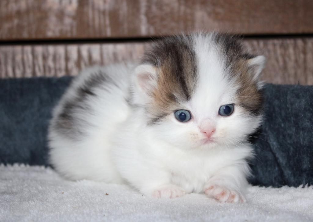 Munchkin-Kätzchen