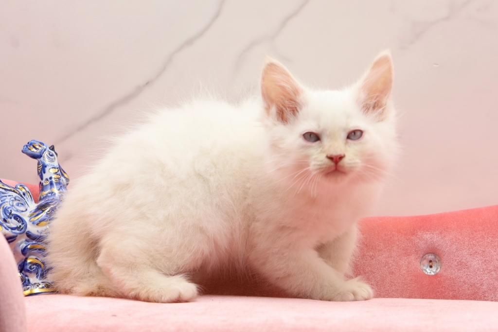 Sibirische Kätzchen