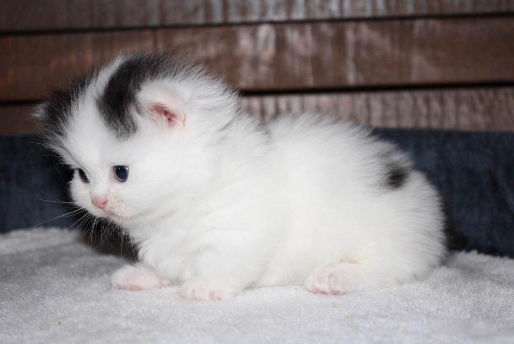 Munchkin-Kätzchen
