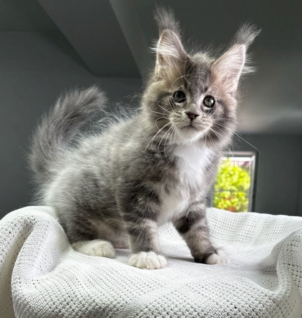 Maine-Coon-Kätzchen