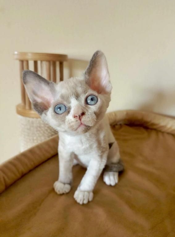 Devon Rex Kätzchen