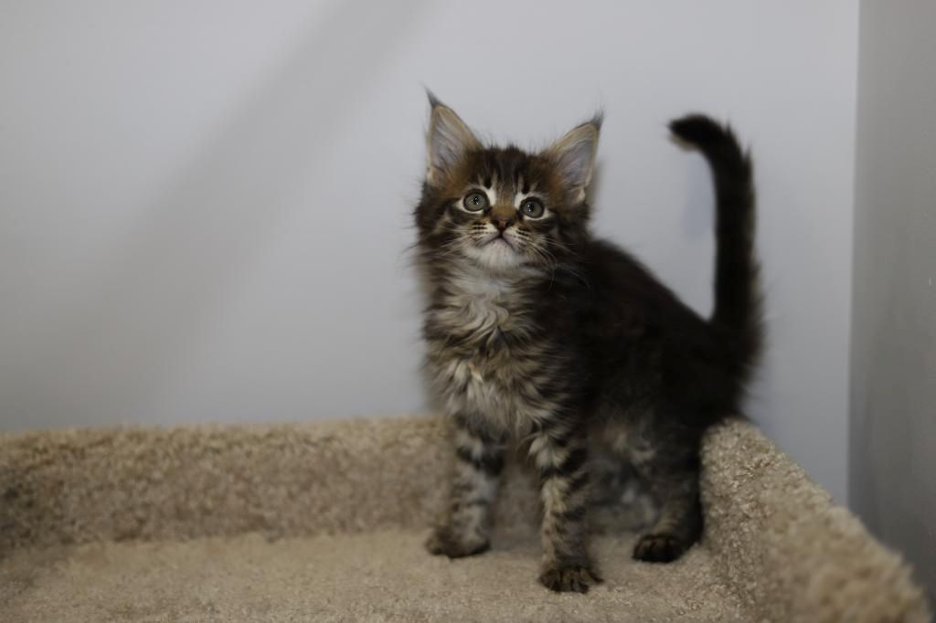 Maine-Coon-Kätzchen