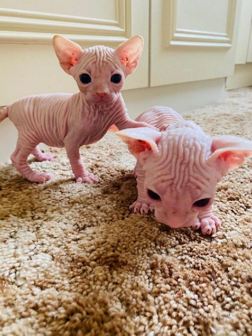 Sphynx-Kätzchen Sphynx-Kätzchen