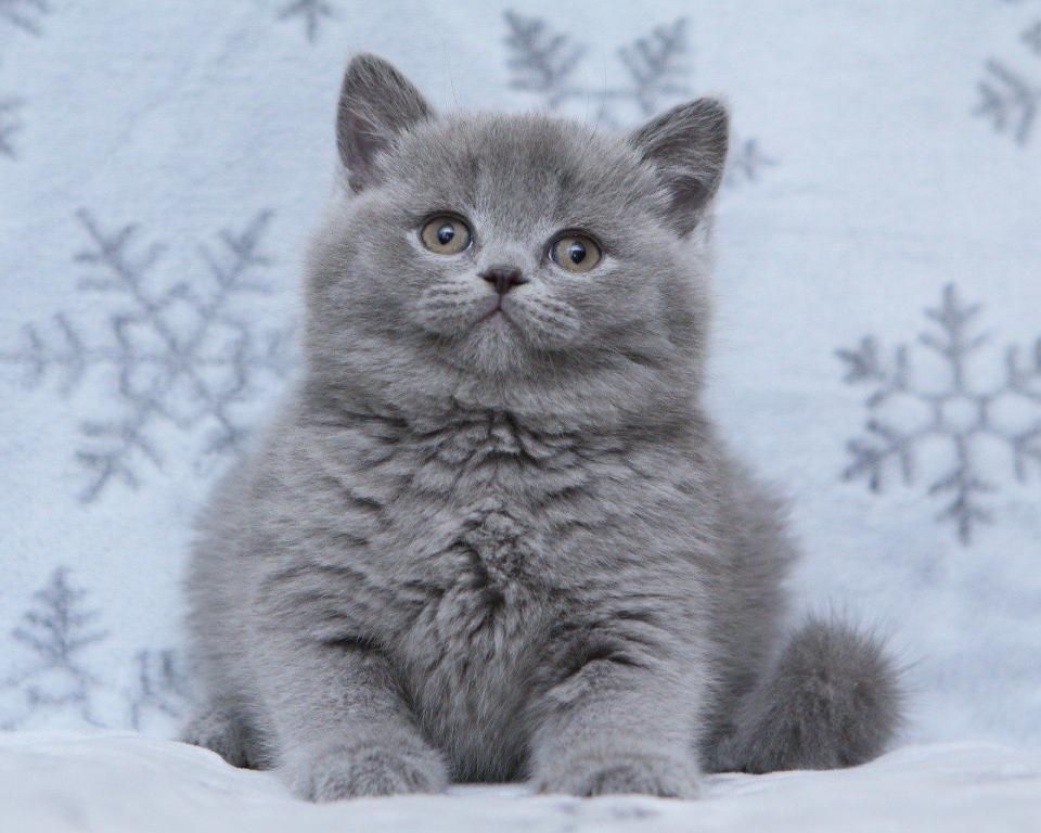 Britisch Kurzhaar Kätzchen