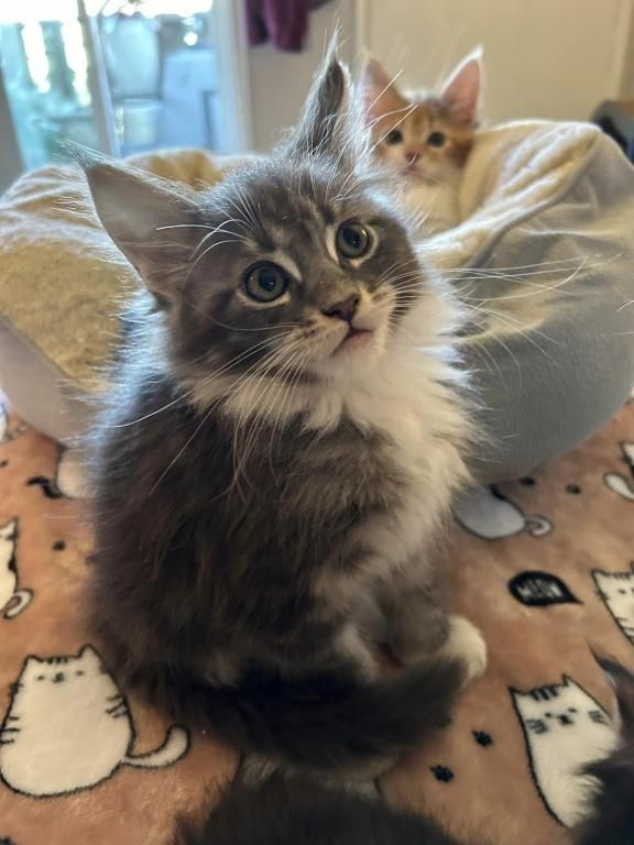 Maine-Coon-Kätzchen