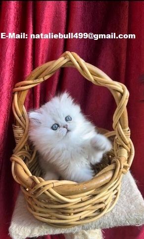 Perserkätzchen zu verkaufen.,.