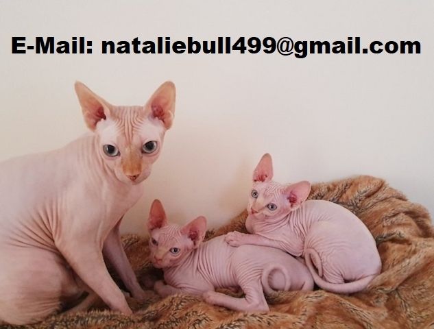 Sphynx-Kätzchen zur Abholung bereit Sphynx-Kätzchen zur Abholung bereit