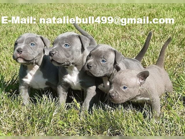American Blue-Line Pit Bull Terrier Welpen