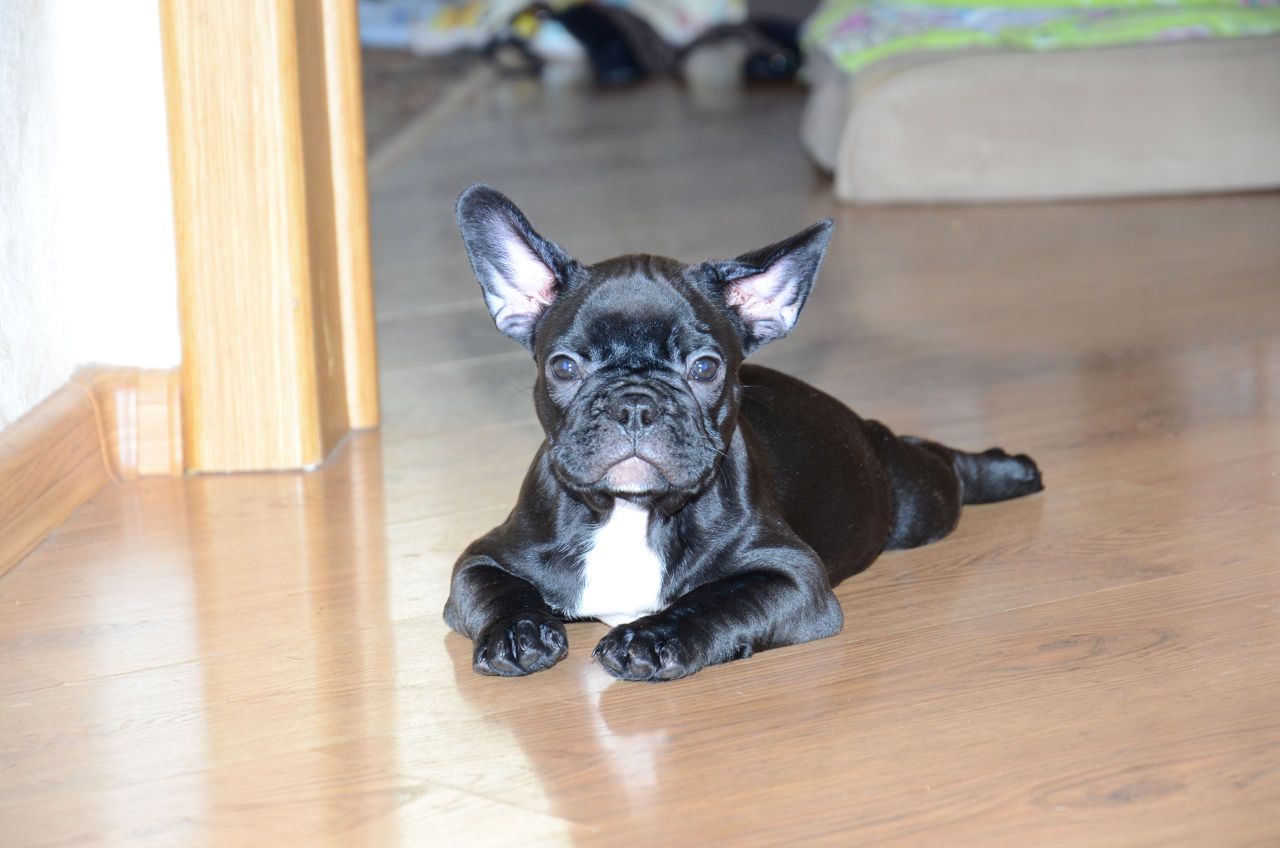 Französische Bulldoggenwelpen zu verkaufen Französische Bulldoggenwelpen zu verkaufen
