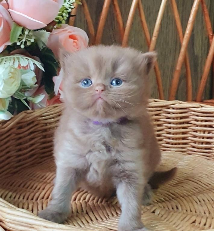 Britisch Kurzhaar Kätzchen zu verkaufen