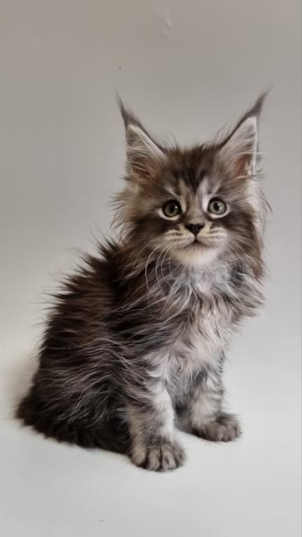 Maine-Coon-Kätzchen zu verkaufen Maine-Coon-Kätzchen zu verkaufen