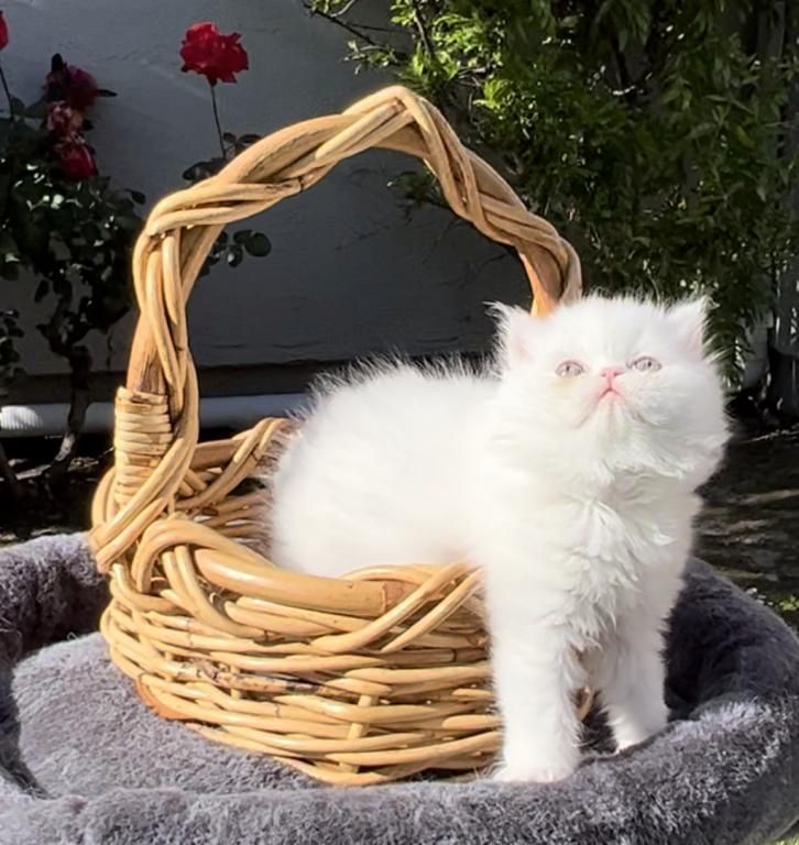 Perserkätzchen zu verkaufen