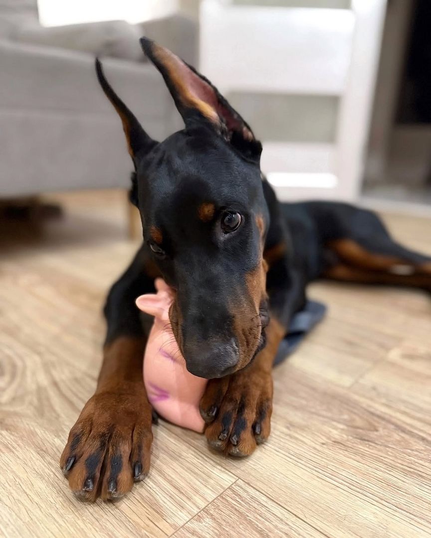 Wunderschöne Dobermannwelpen.