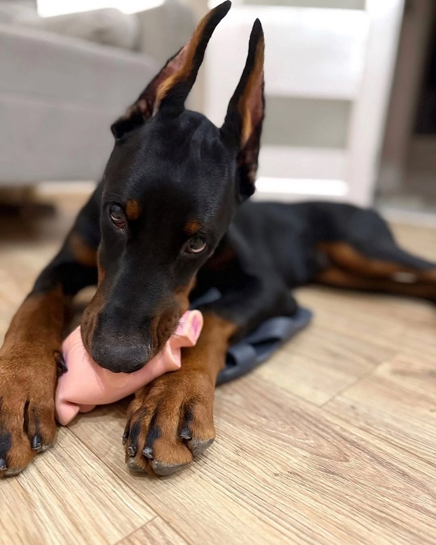 Wunderschöne Dobermannwelpen.