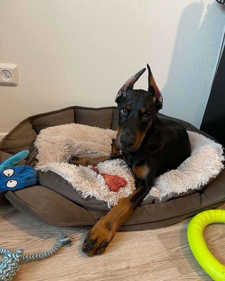 Wunderschöne Dobermannwelpen.