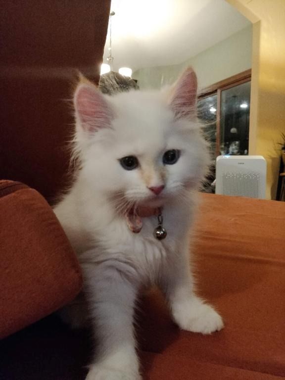 sibirische Kätzchen