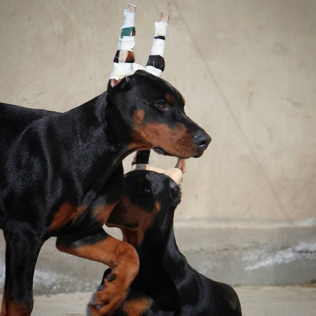 Abgabebereit! Exklusive Dobermann Welpen Körzucht!