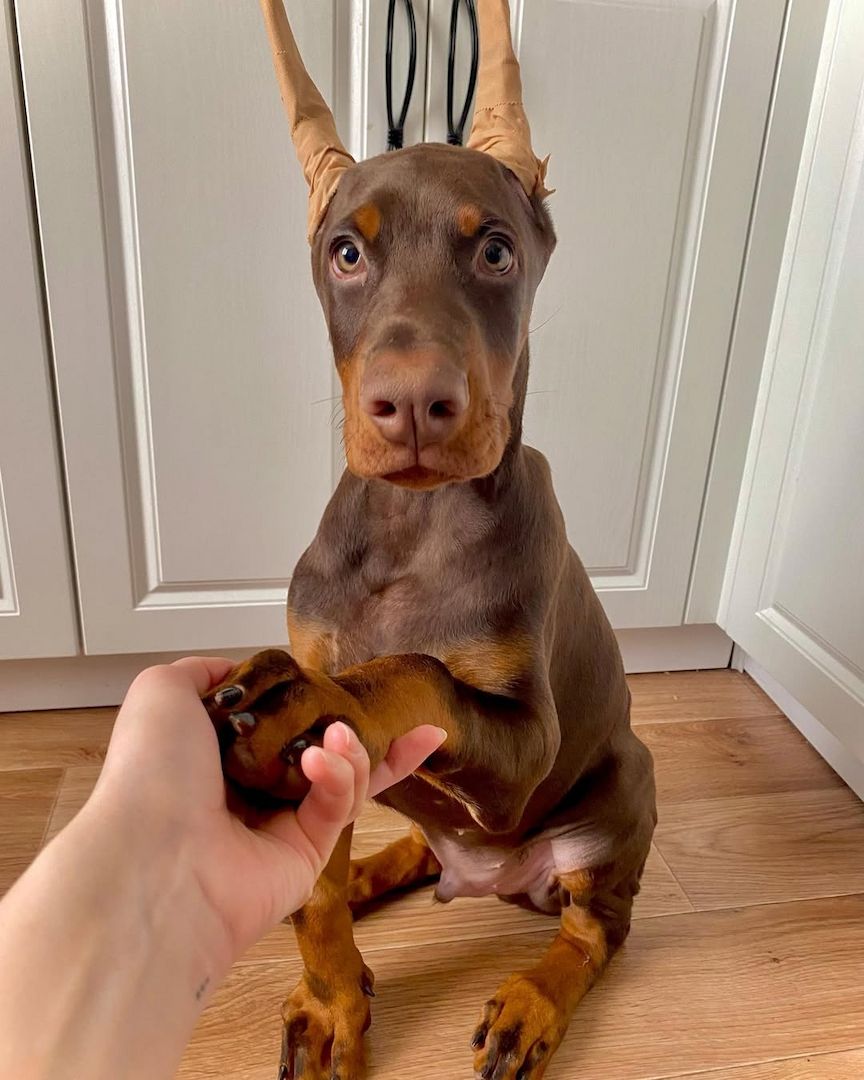 Abgabebereit! Exklusive Dobermann Welpen Körzucht!