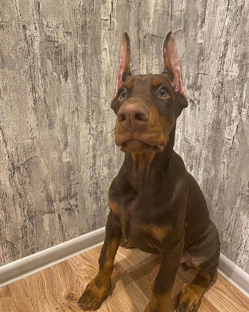 Abgabebereit! Exklusive Dobermann Welpen Körzucht!