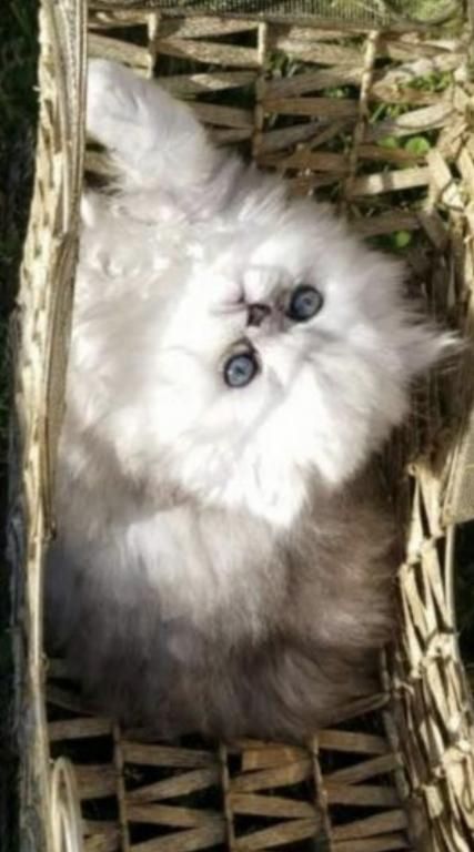 Perserkätzchen zu verkaufen