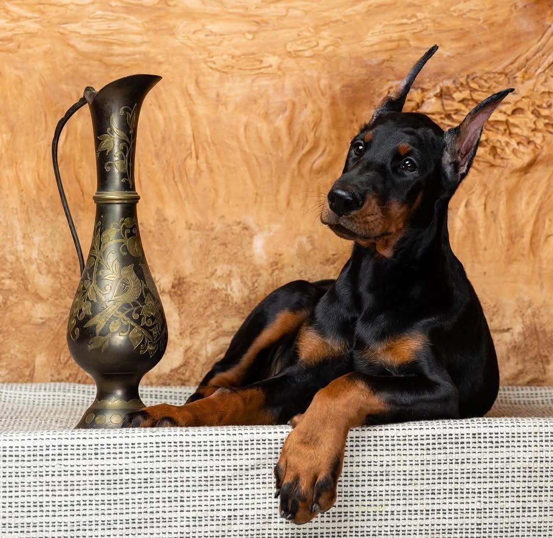 Premium Dobermann Welpen 12 Wochen alt.