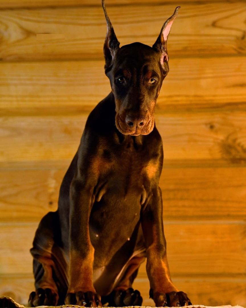 Premium Dobermann Welpen 12 Wochen alt.