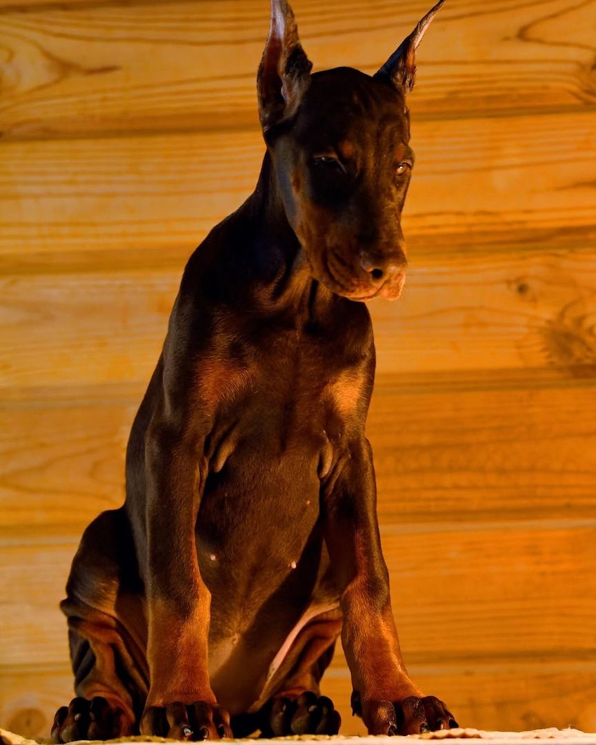 Premium Dobermann Welpen 12 Wochen alt.