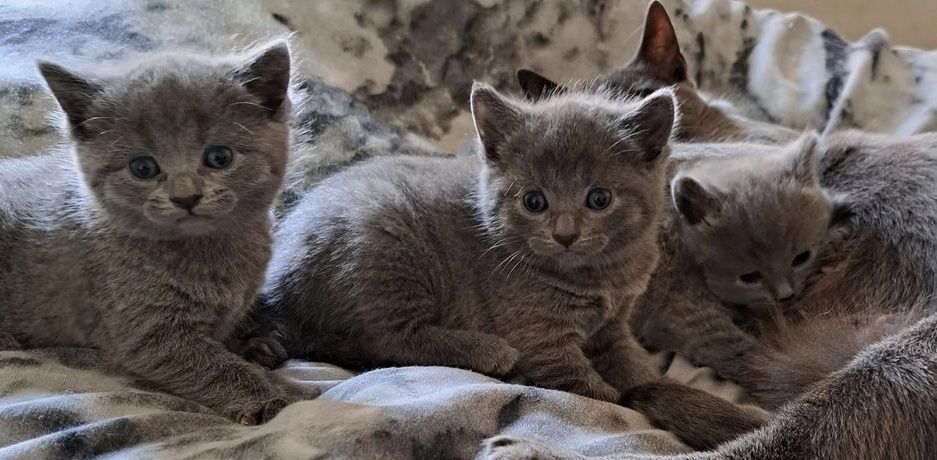 Russisch Blau Kätzchen zu verkaufen