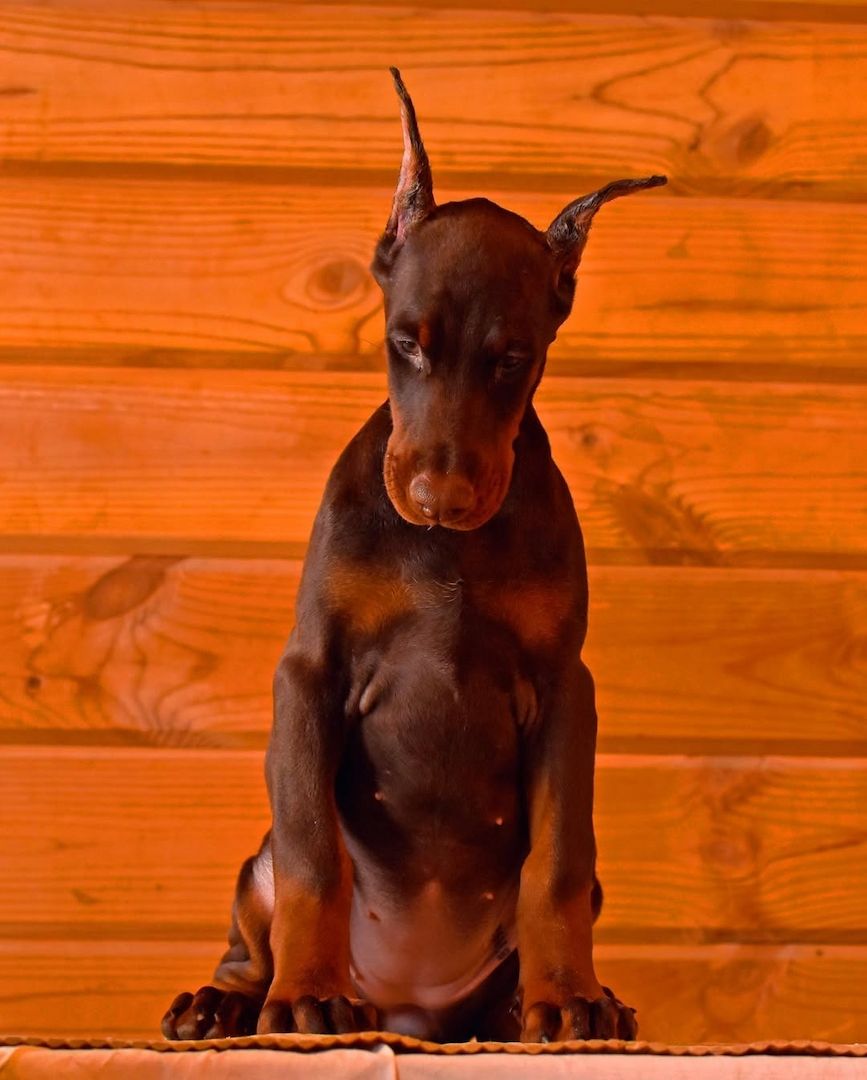 Dobermann Bulldogge Welpen schwarz und braun