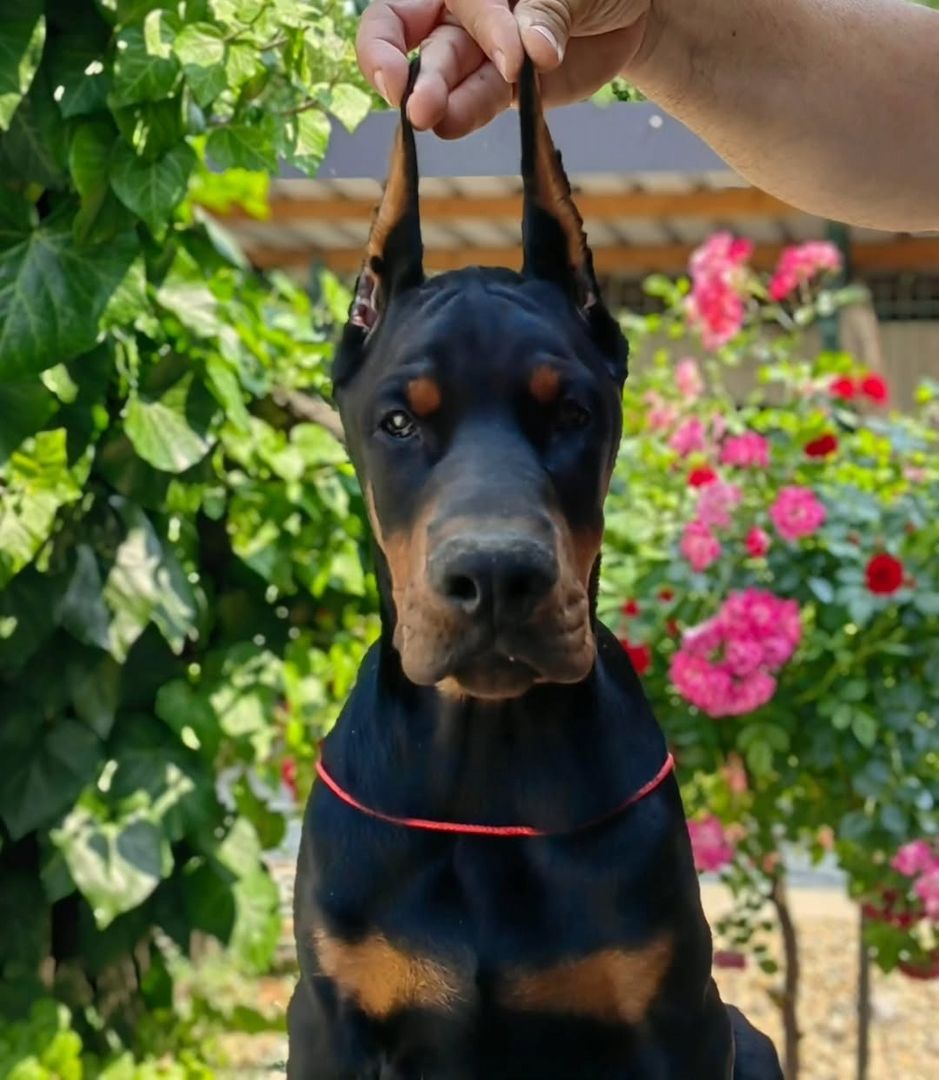 Dobermann Bulldogge Welpen schwarz und braun