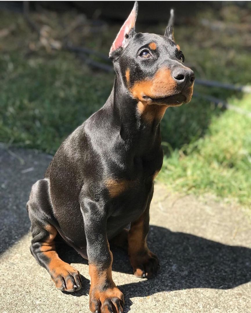 Dobermann Bulldogge Welpen schwarz und braun