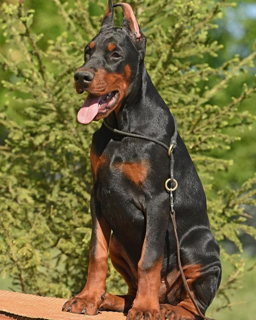 Wunderschöne Dobermann-Welpen Babys
