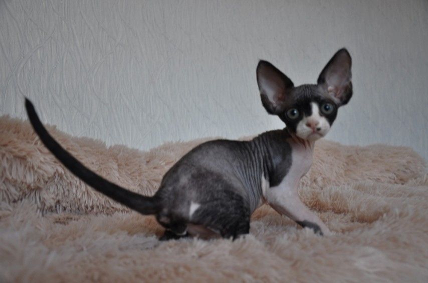 Devon Rex Kätzchen zu verkaufen