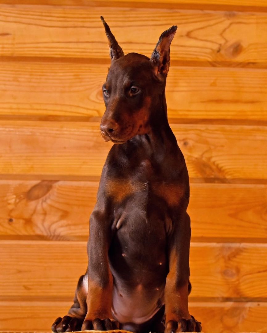 Dobermann Welpen, top sozialisiert & bereit für ihr neues Zuhause Dobermann Welpen, top sozialisiert & bereit für ihr neues Zuhause