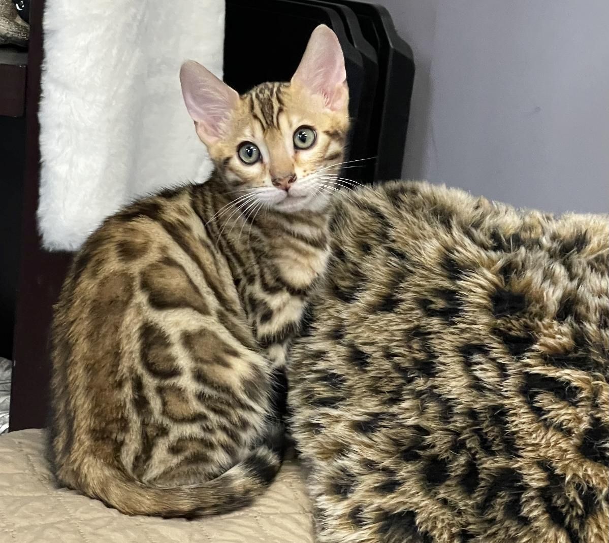 Bengal-Kätzchen zu verkaufen Bengal-Kätzchen zu verkaufen