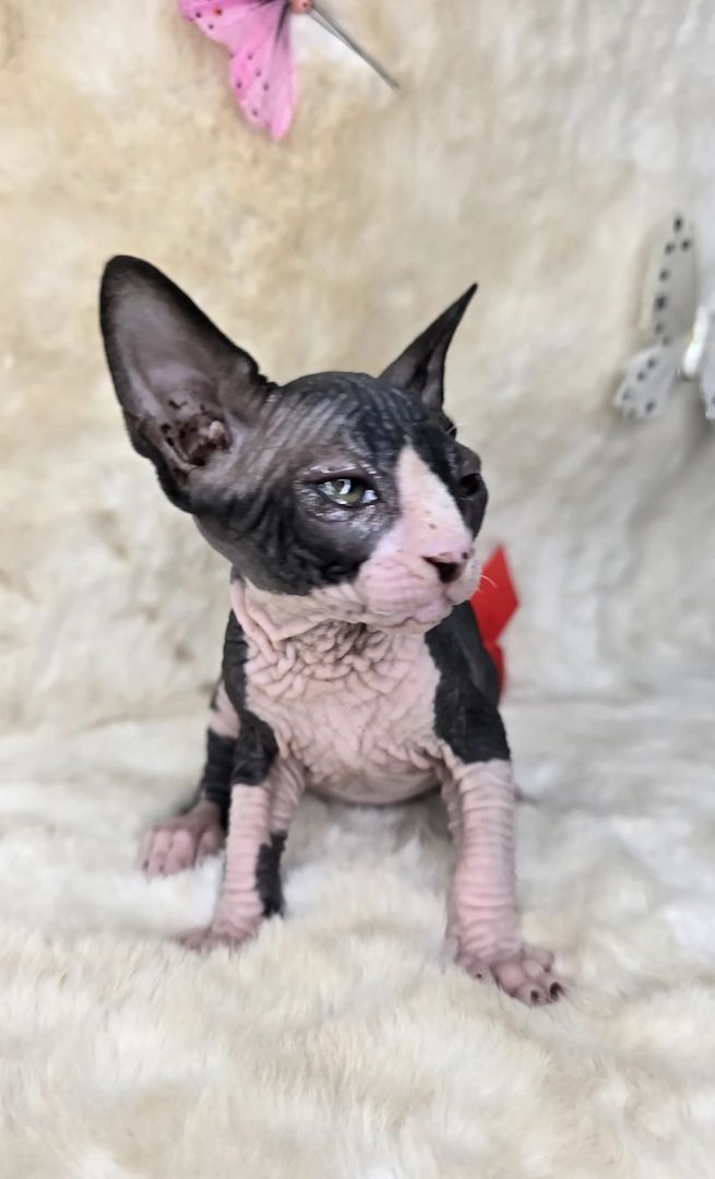 Sphynx-Kätzchen